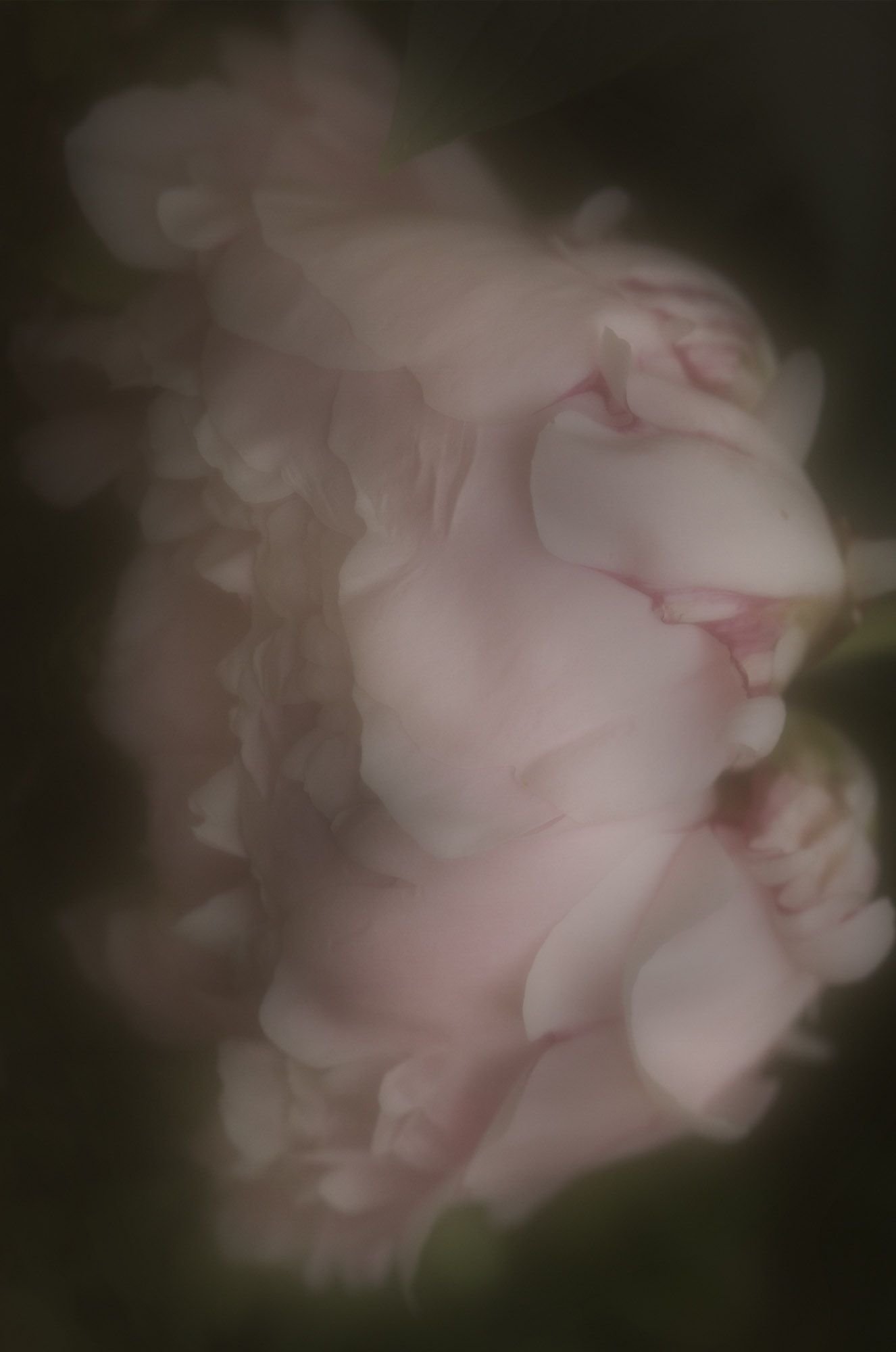 MARIA DEL PILAR MORENO